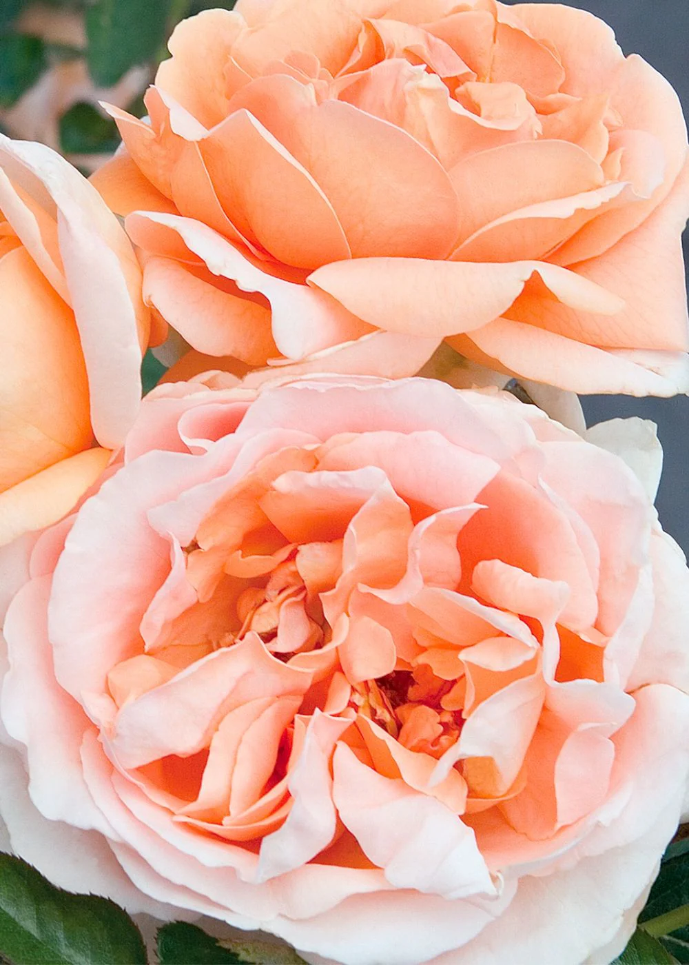 Abbaye de Cluny Rose Bare Root (Archived)