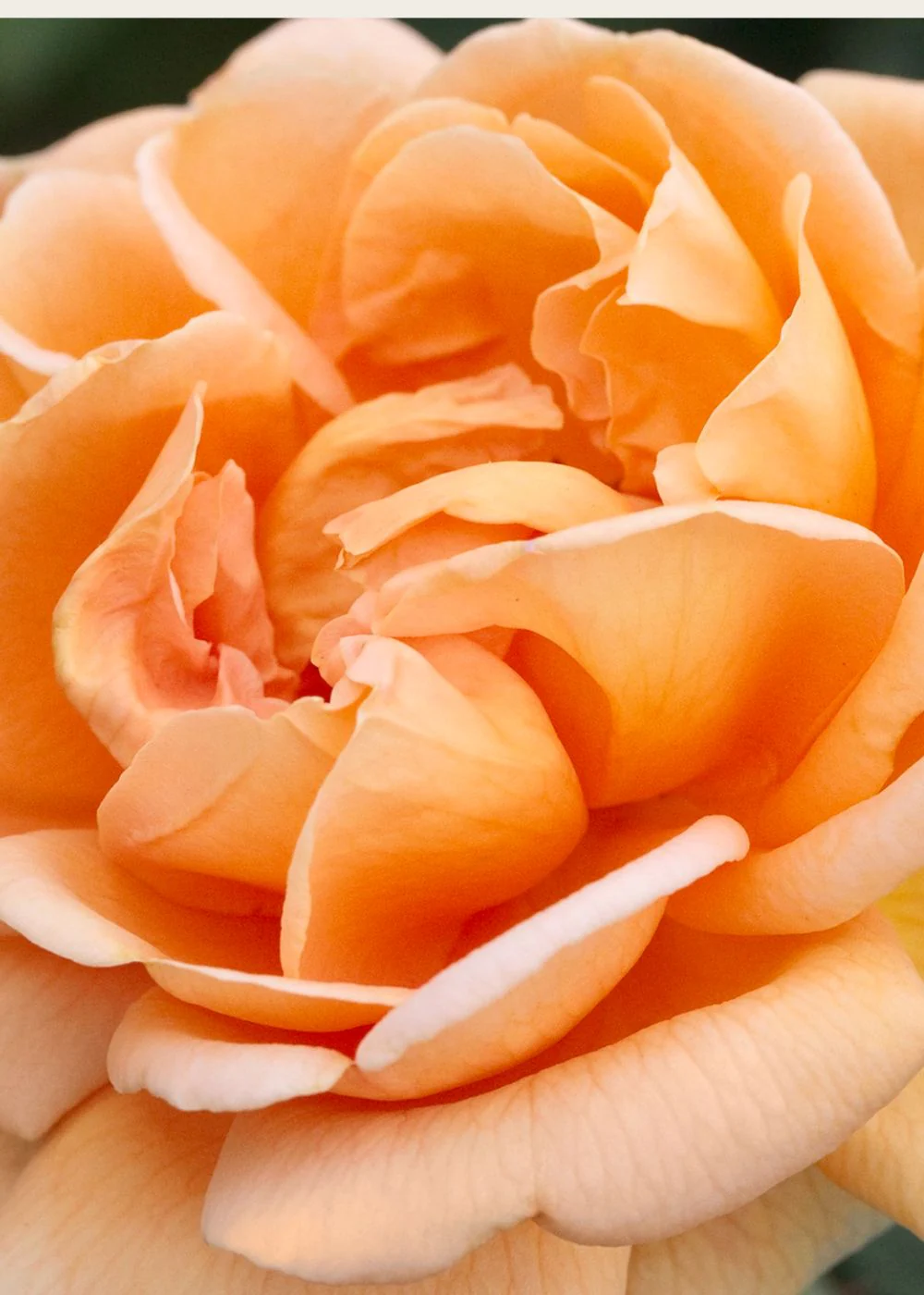 Abbaye de Cluny Rose Bare Root (Archived) - Image 2