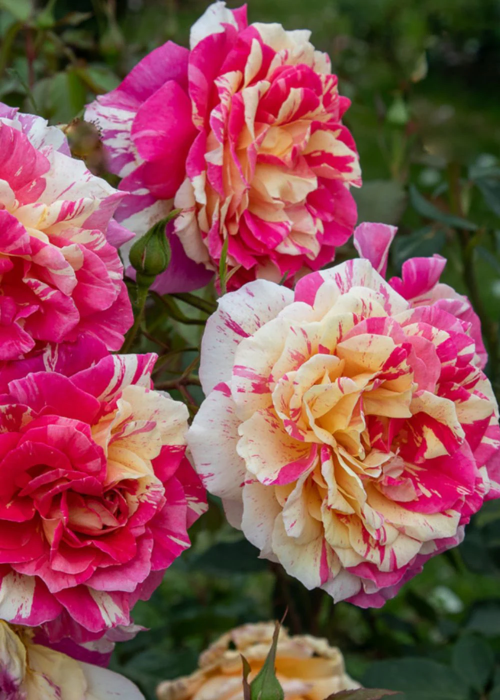 All American Magic™ Rose Potted