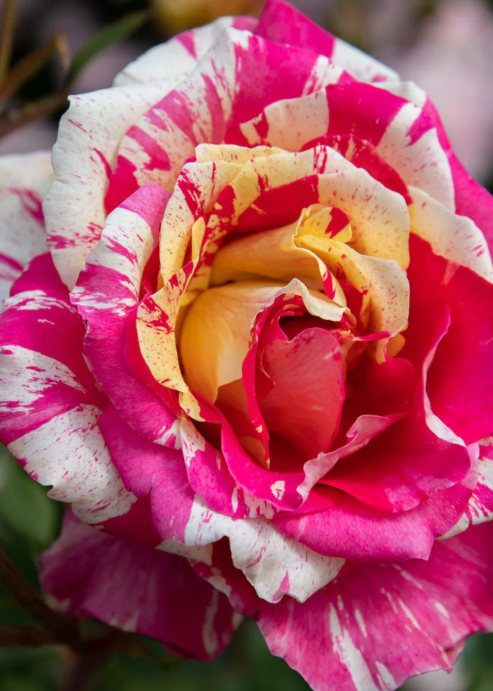 All American Magic™ Rose Potted - Image 2
