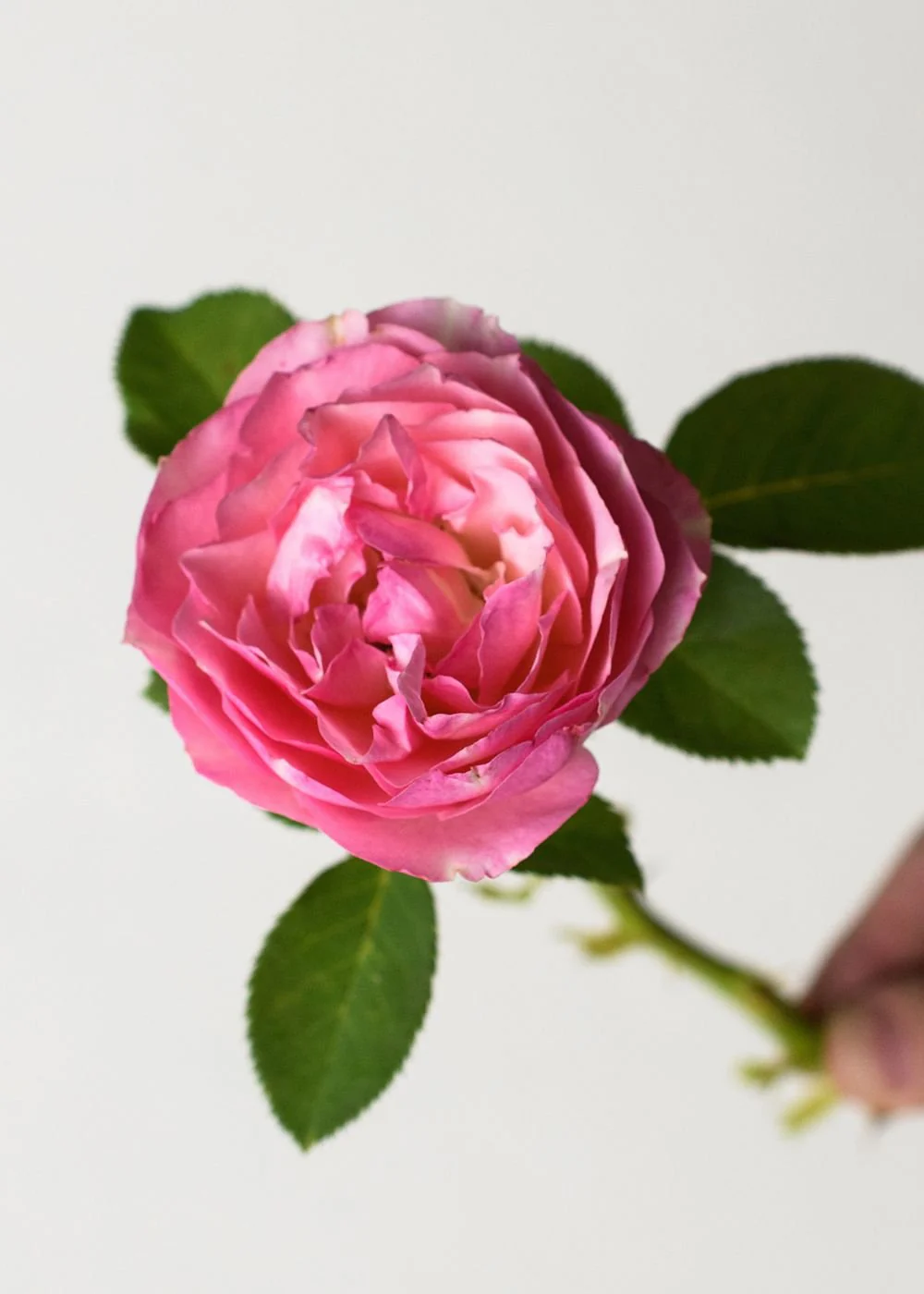 All Dressed Up™ Rose Bare Root (Archived) - Image 2