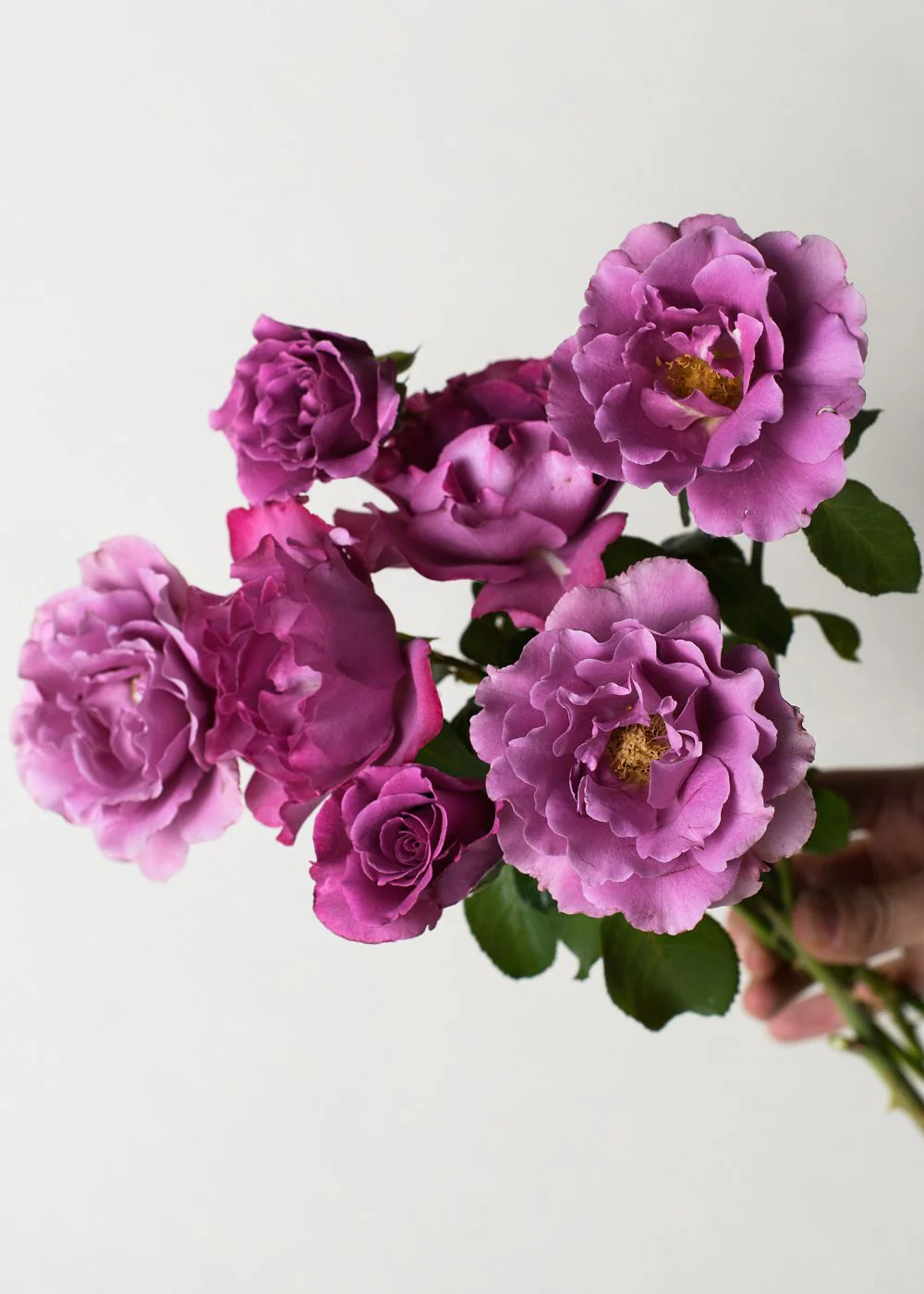 Angel Face Rose Bare Root (Archived)