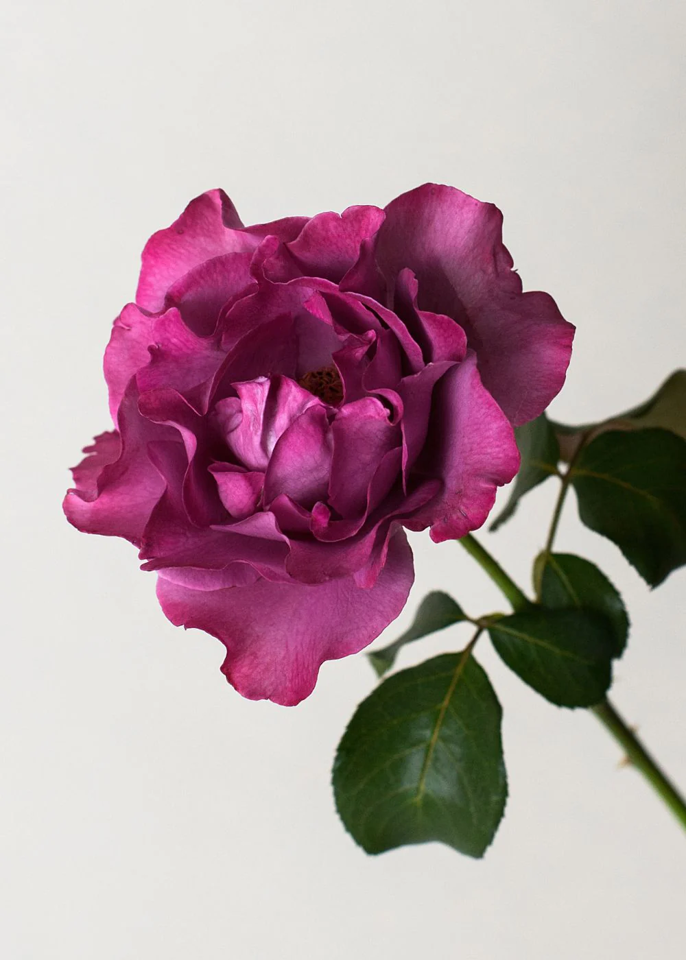 Angel Face Rose Bare Root (Archived) - Image 2