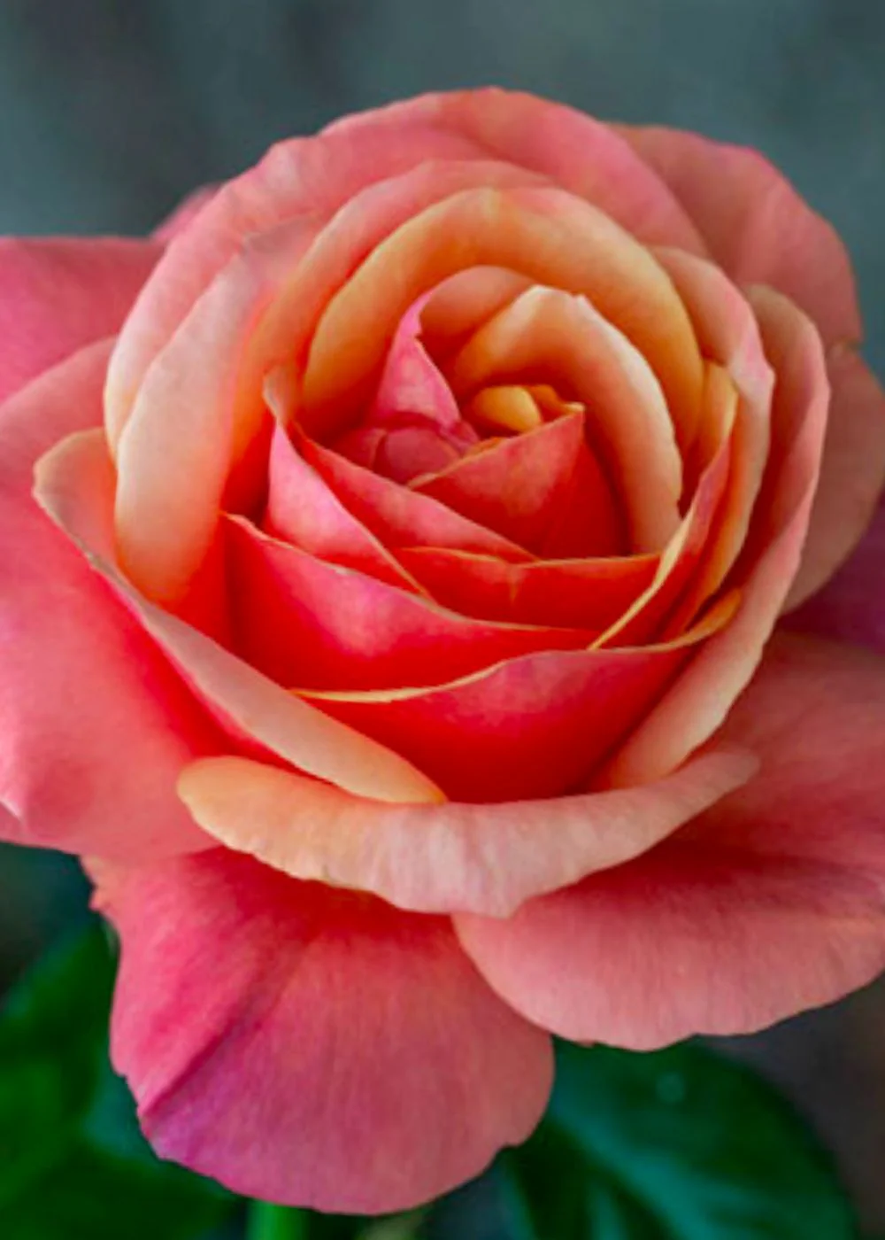 Anna's PromiseĀ® Rose Bare Root (Archived)