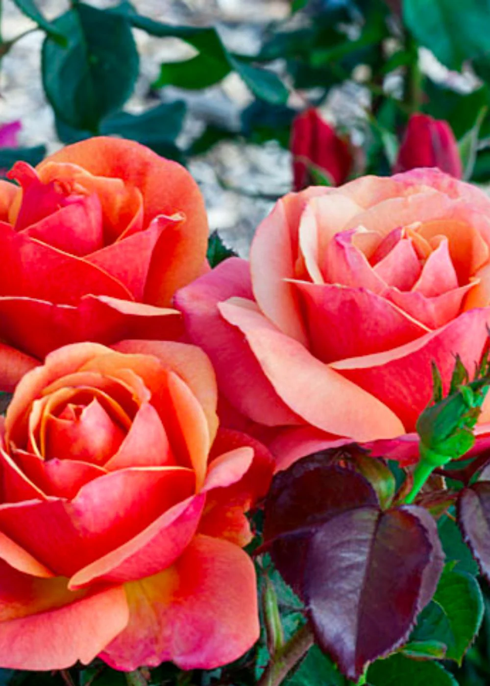 Anna's PromiseĀ® Rose Bare Root (Archived) - Image 2