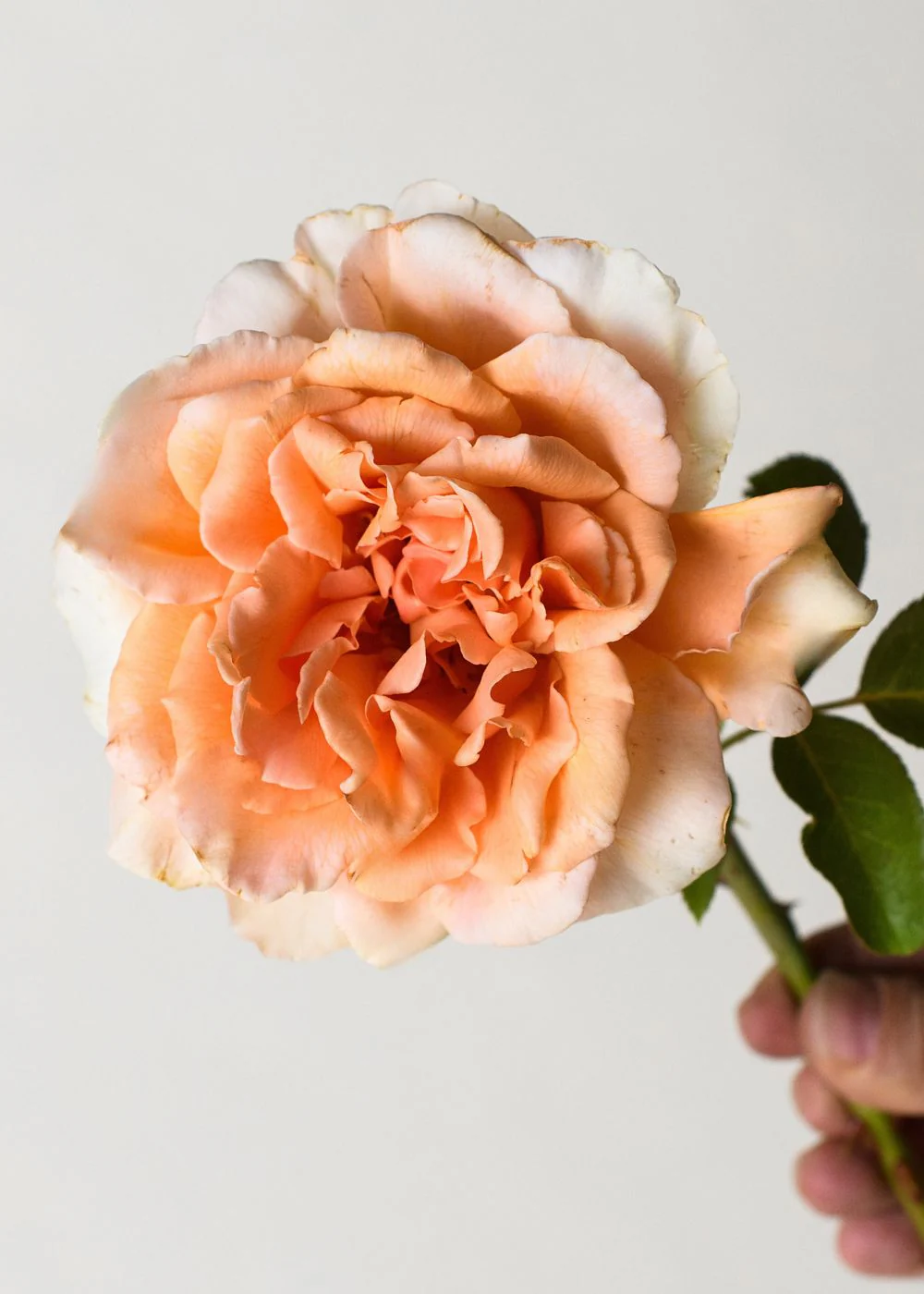 Apricot Candy™ Rose Bare Root (Archived)