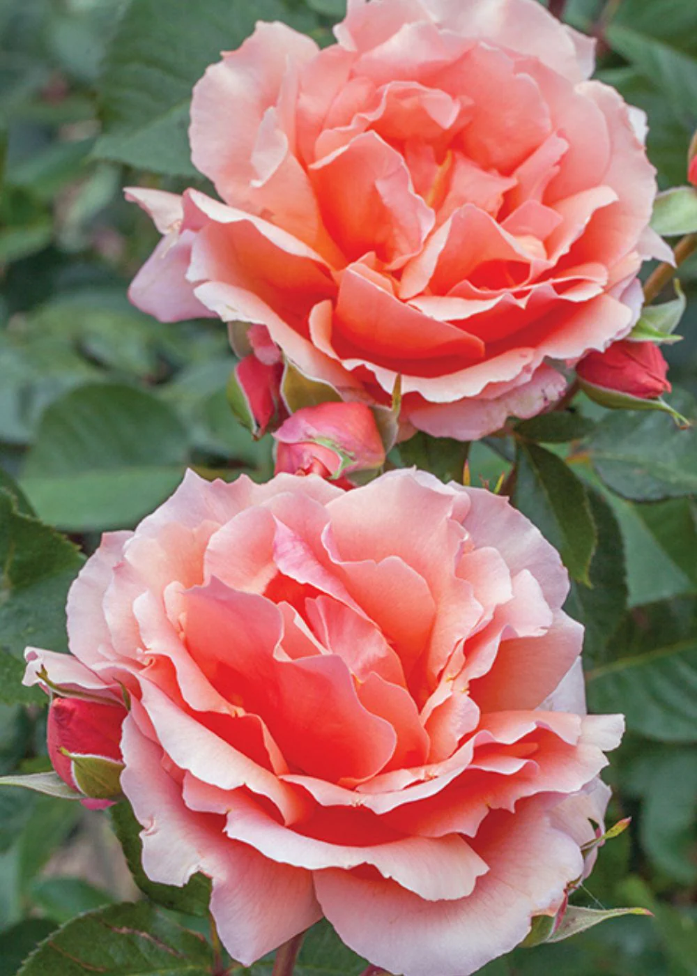 Apricot Candy™ Rose Bare Root (Archived) - Image 2