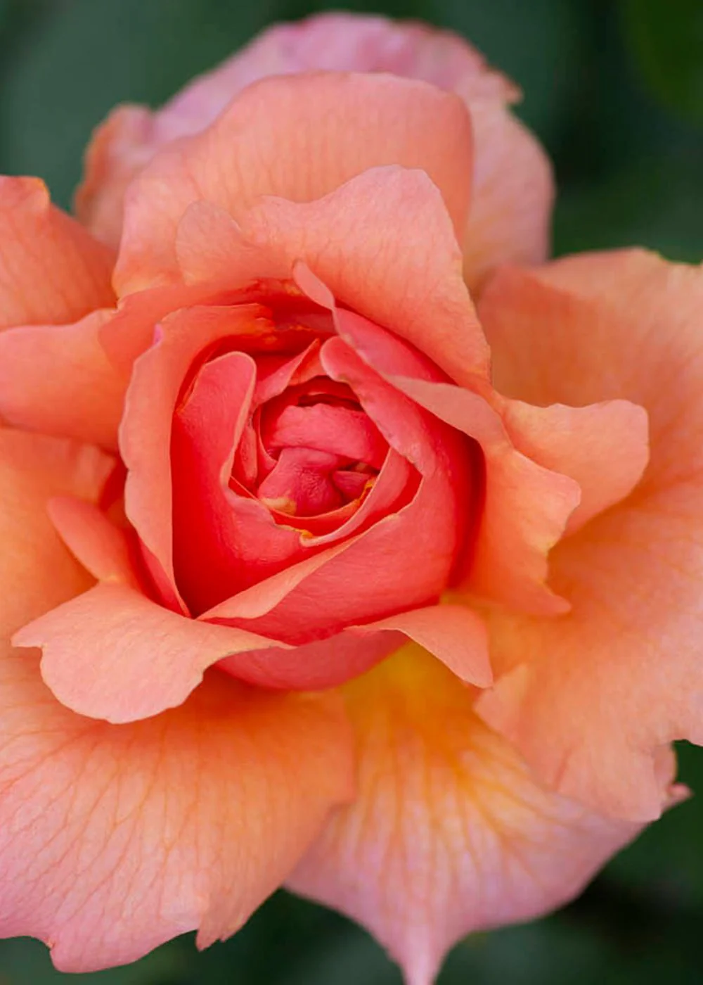 Apricot Candy™ Rose Bare Root (Archived) - Image 3