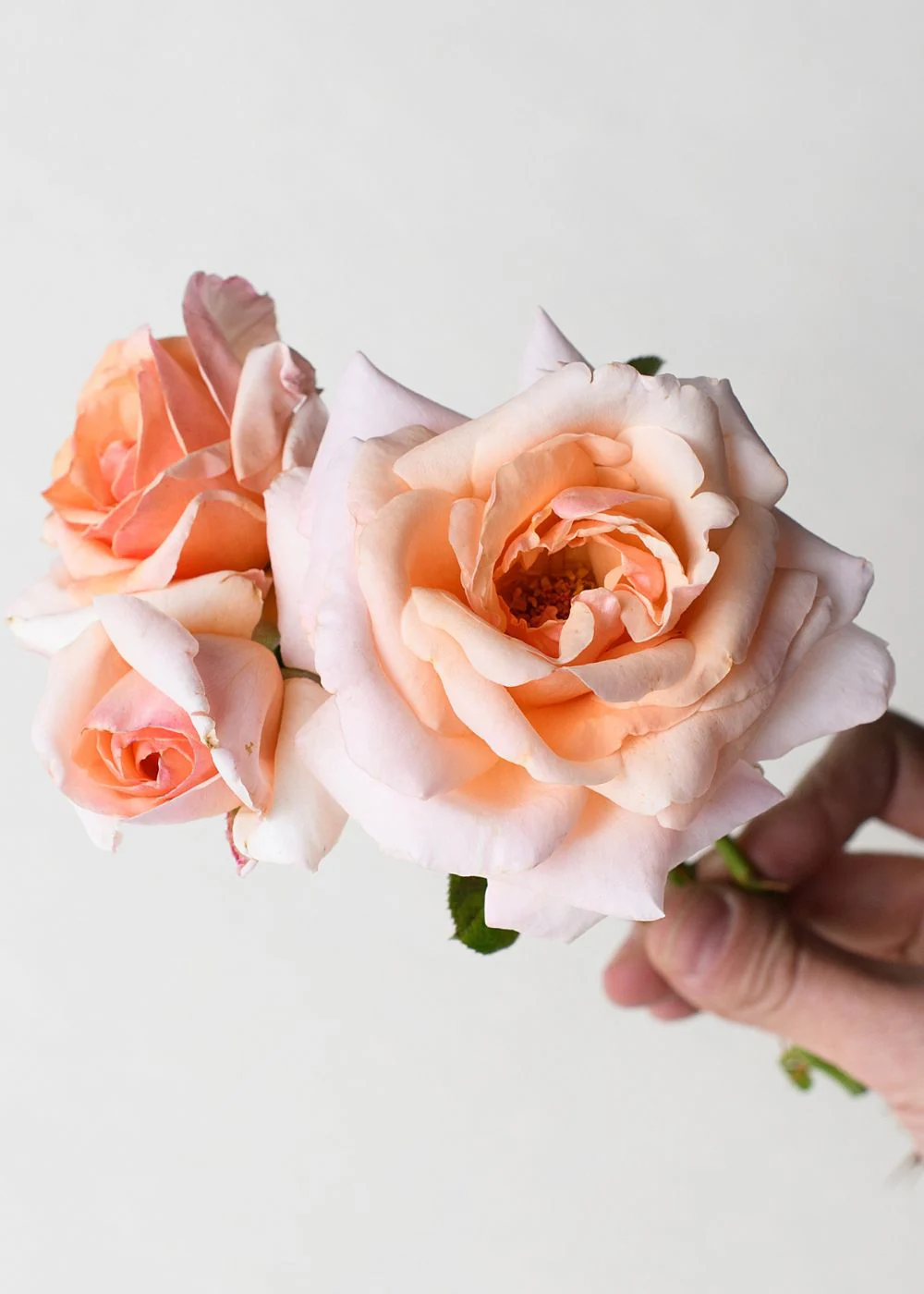 Apricots n' Cream™️ Rose Bare Root (Archived)