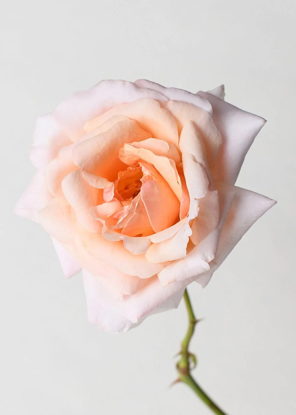 Apricots n' Cream™️ Rose Bare Root (Archived) - Image 2