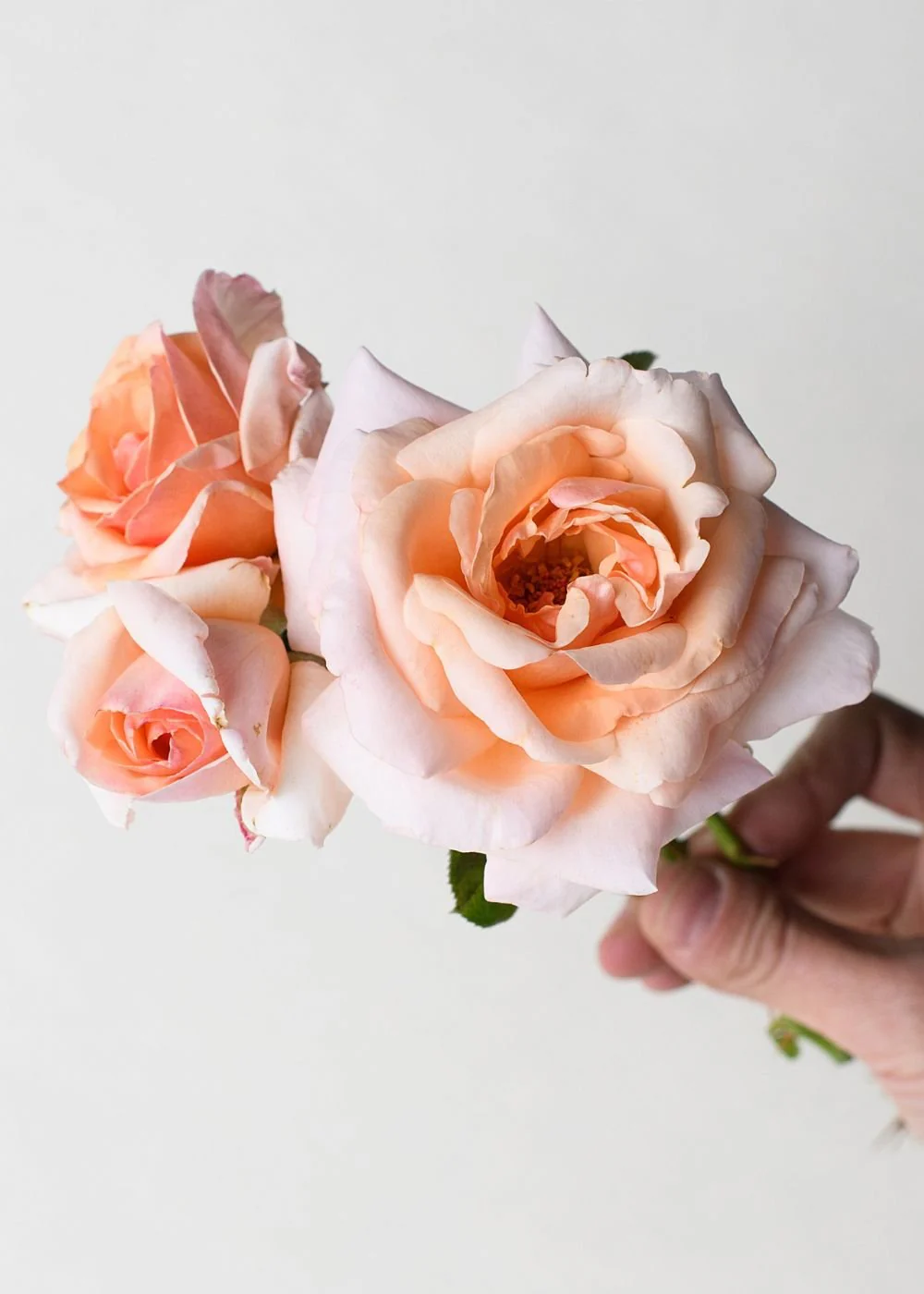 Apricots n' Cream Rose Potted (Archived)