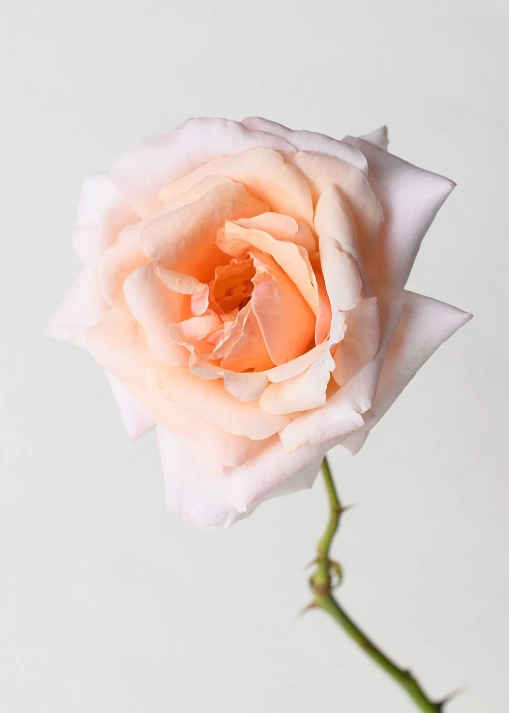 Apricots n' Cream Rose Potted (Archived) - Image 2