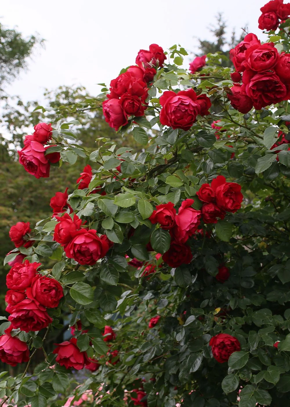 Arborose® Florentina⢠Climbing Rose Bare Root (Archived)