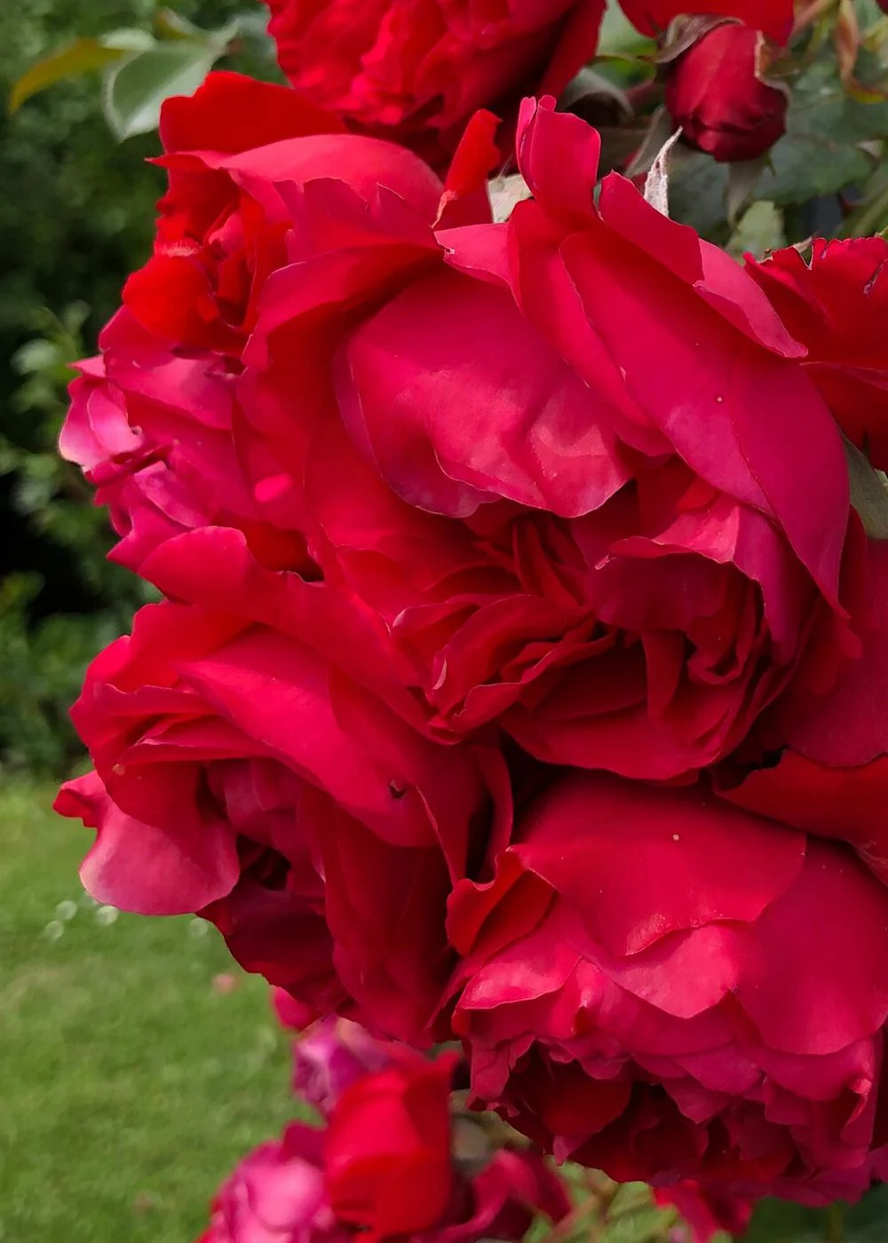 Arborose® Florentina⢠Climbing Rose Potted (Archived) - Image 2