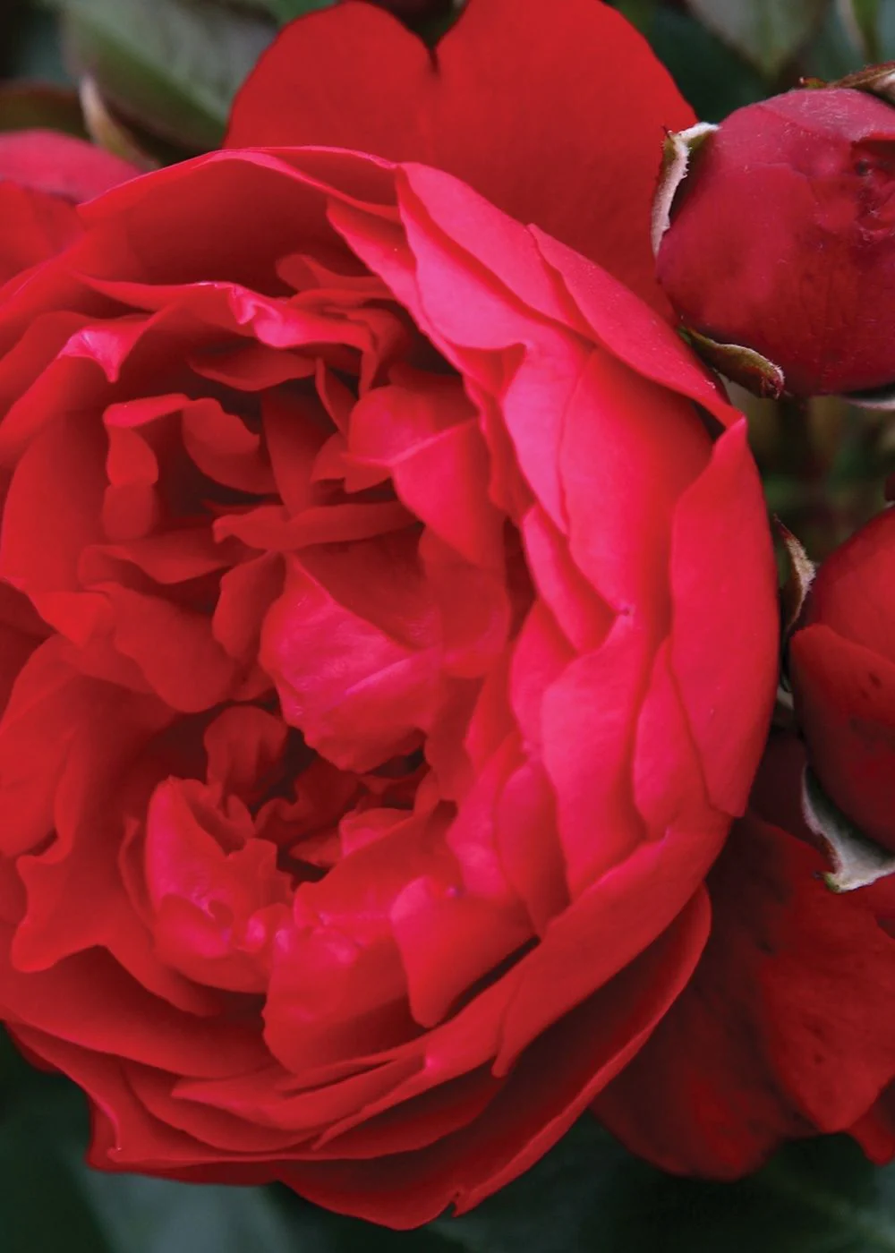 Arborose® Florentina⢠Climbing Rose Potted (Archived) - Image 3