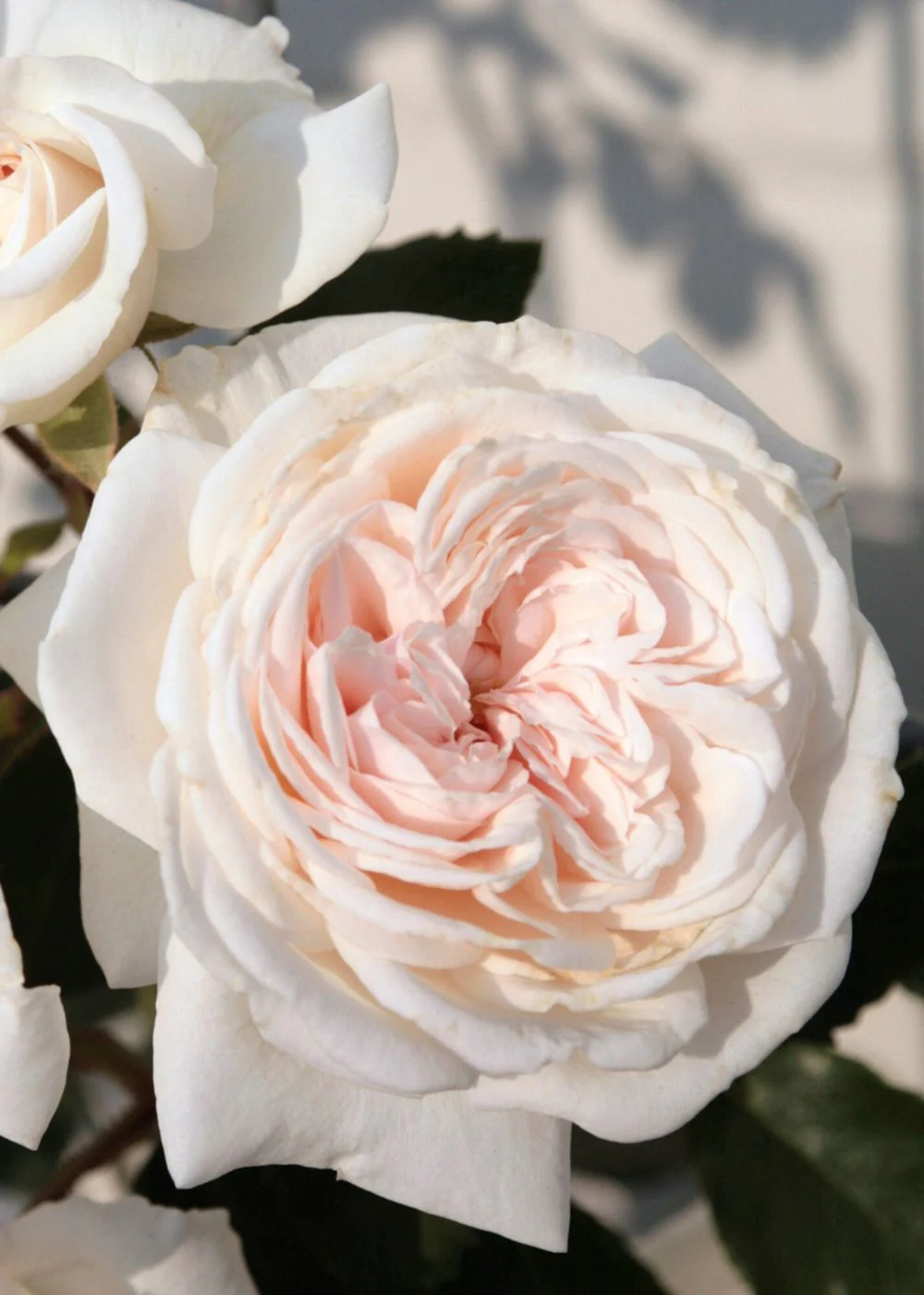 Arborose® Honeymoon™ Climbing Rose Potted (Archived)