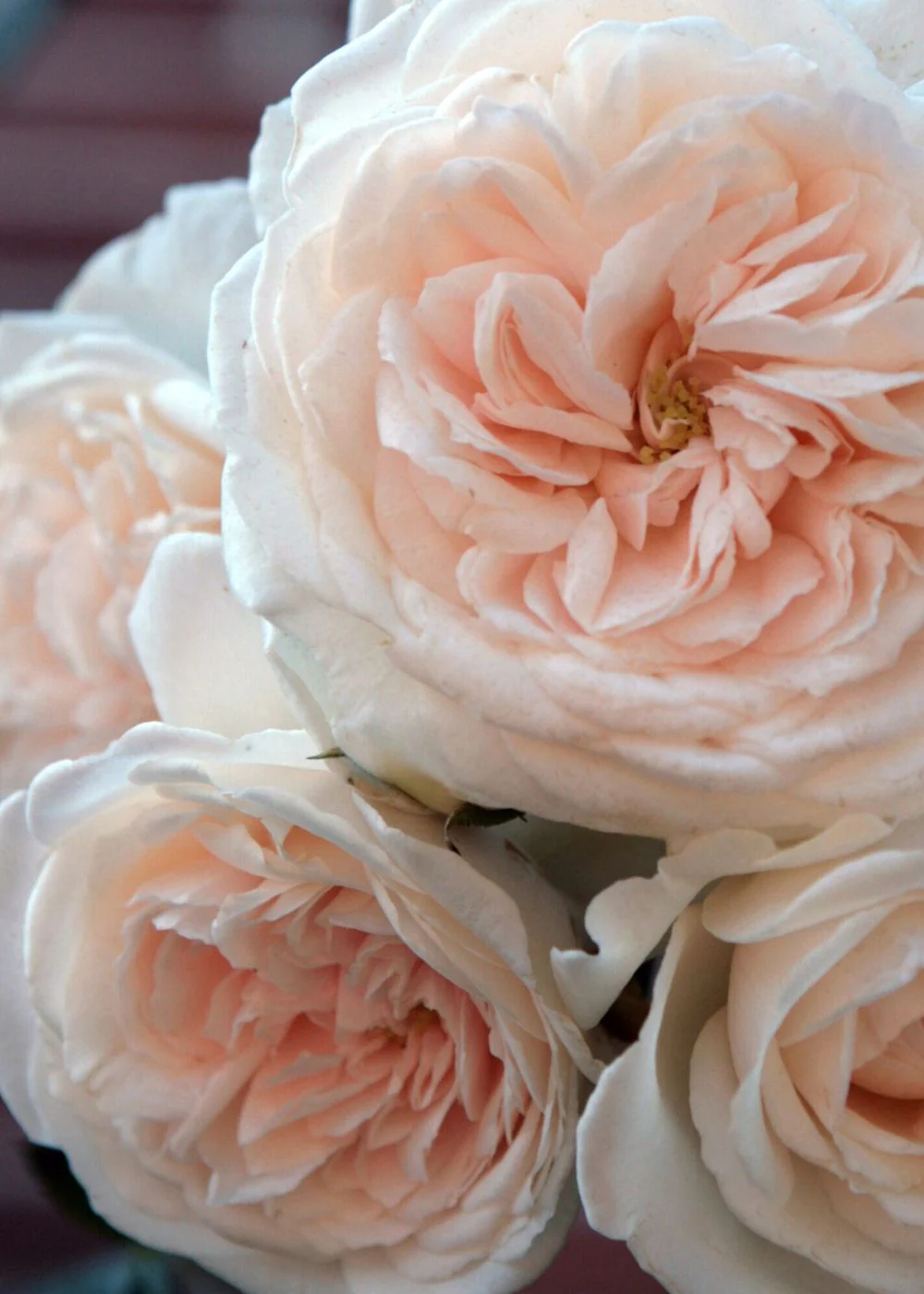 Arborose® Honeymoon™ Climbing Rose Potted (Archived) - Image 2