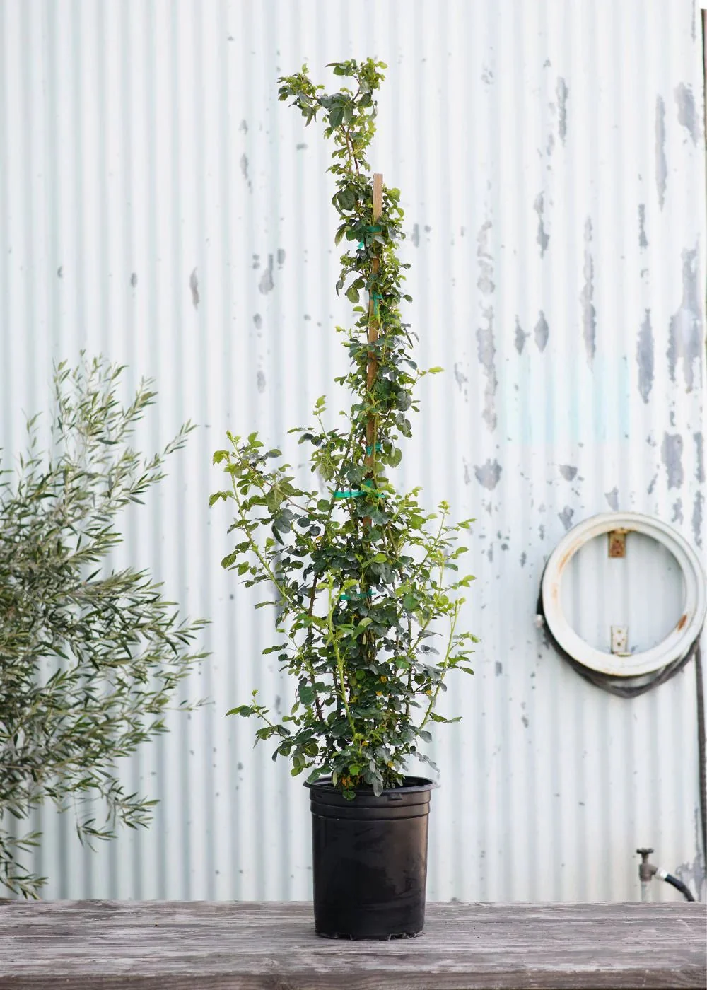 Arborose® Honeymoon™ Climbing Rose Potted (Archived) - Image 3