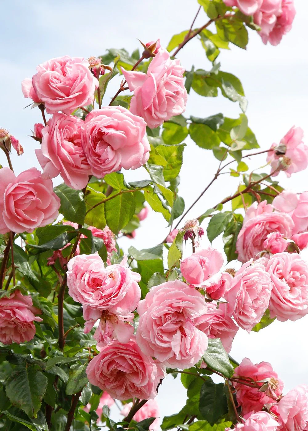 Arborose® Kiss Me Kate™ Climbing Rose Bare Root (Archived) - Image 2