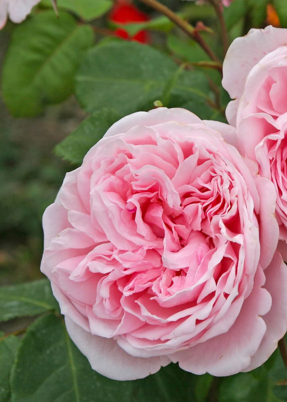 Arborose® Kiss Me Kate™ Climbing Rose Bare Root (Archived) - Image 3