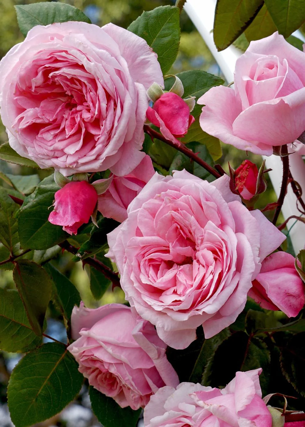 Arborose® Kiss Me Kate⢠Climbing Rose Potted (Archived)