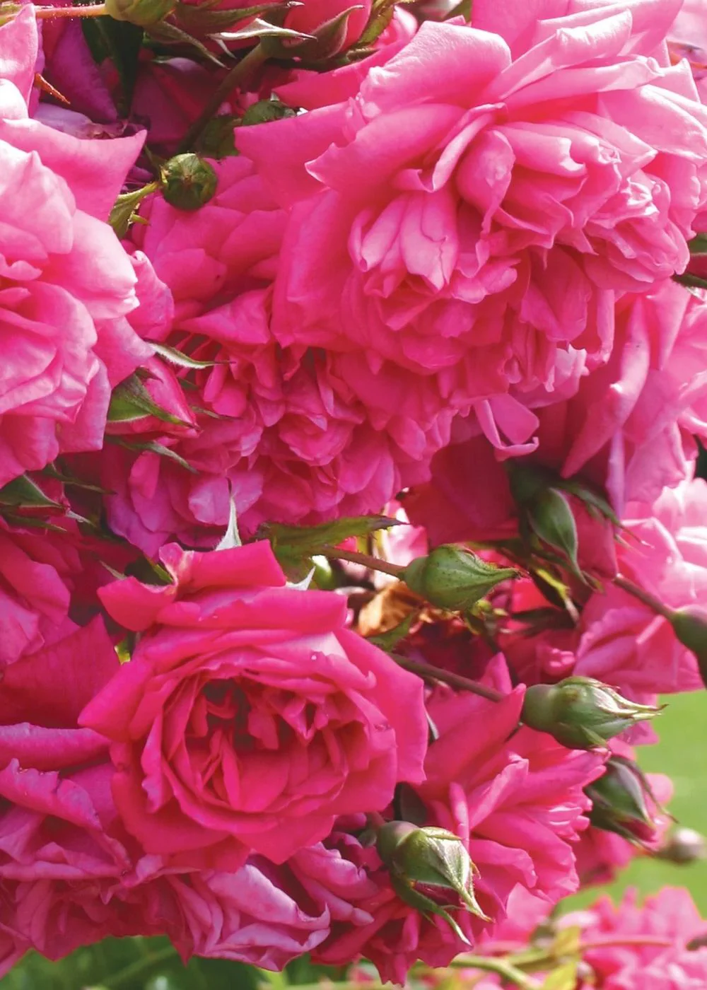 Arborose® Laguna⢠Climbing Rose Bare Root (Archived)