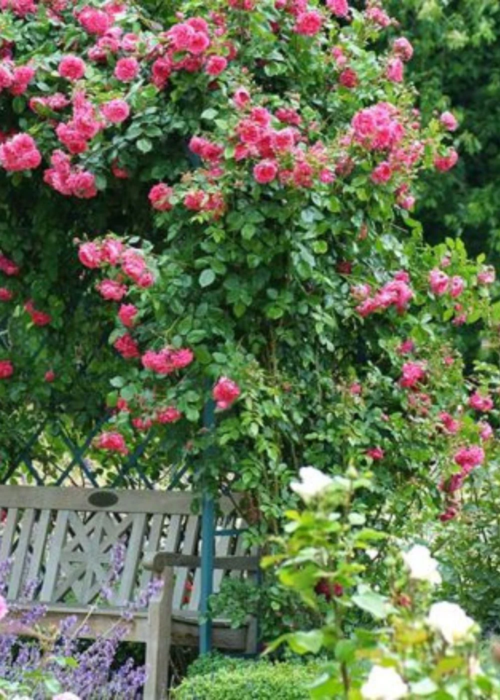 Arborose® Laguna⢠Climbing Rose Bare Root (Archived) - Image 2