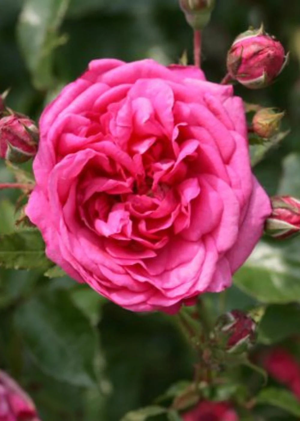 Arborose® Laguna⢠Climbing Rose Bare Root (Archived) - Image 3
