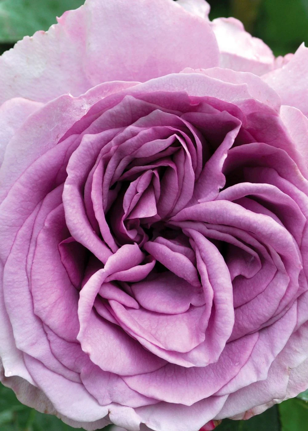 Arborose® Quicksilver™ Climbing Rose Bare Root (Archived)
