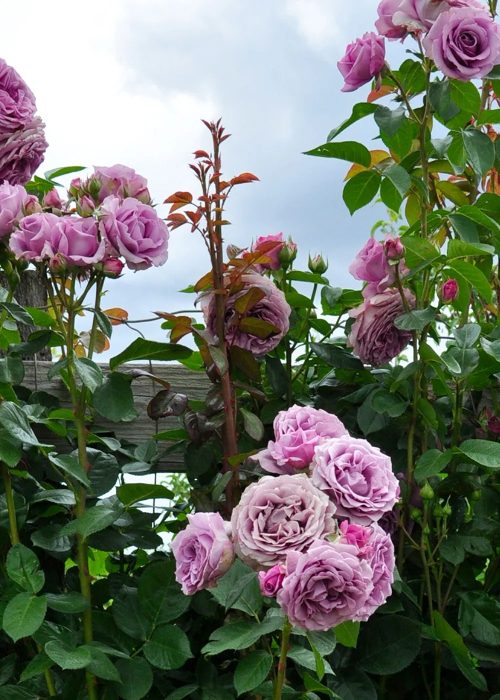 Arborose® Quicksilver™ Climbing Rose Bare Root (Archived) - Image 2