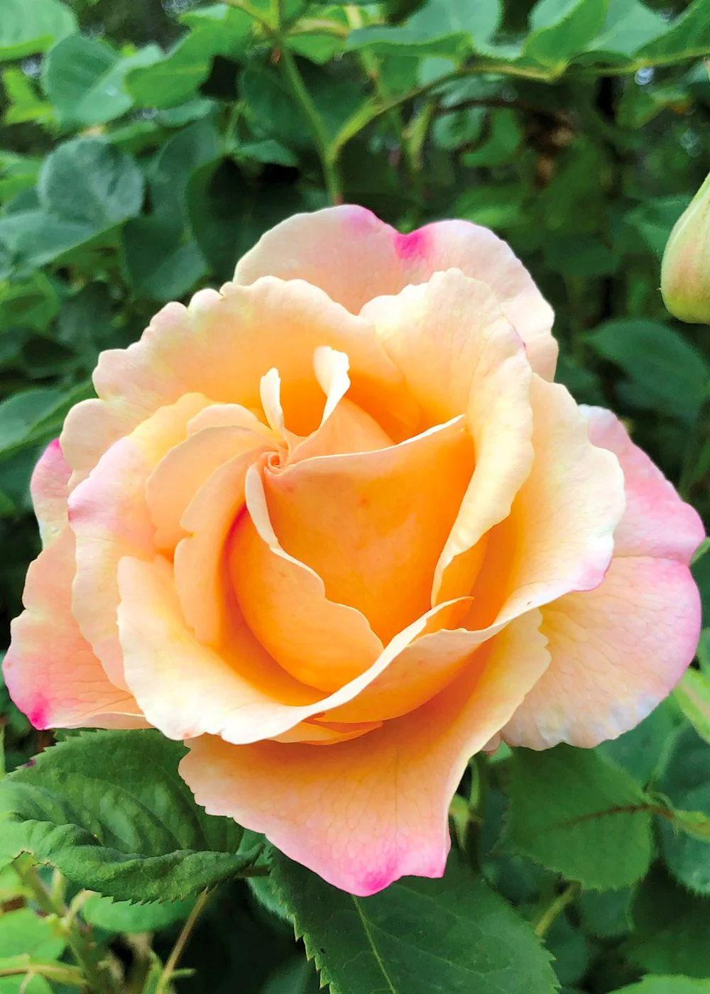 Beverly Ann Clay Rose Bare Root (Archived)