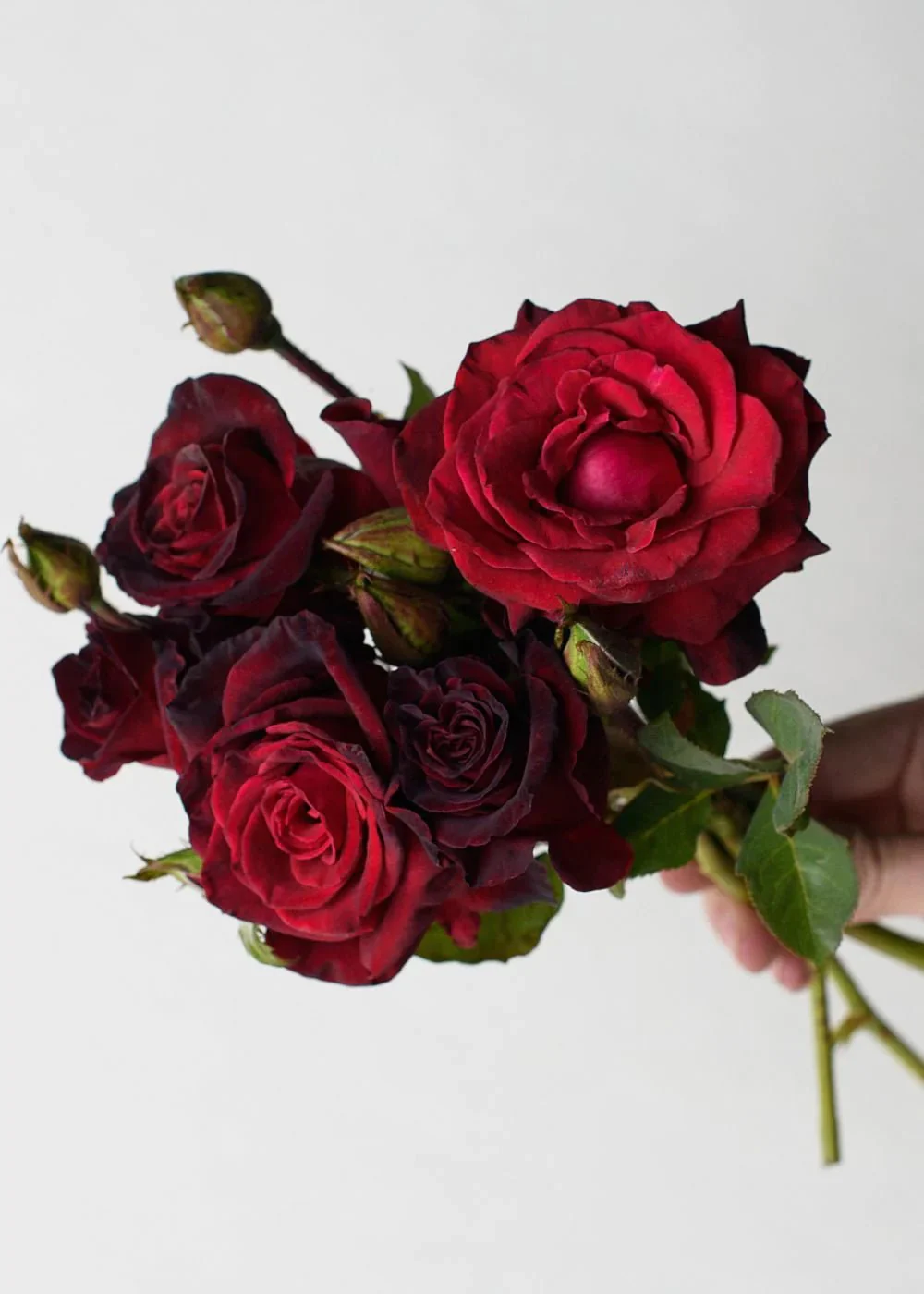 Black Baccara® Rose Potted (Archived)