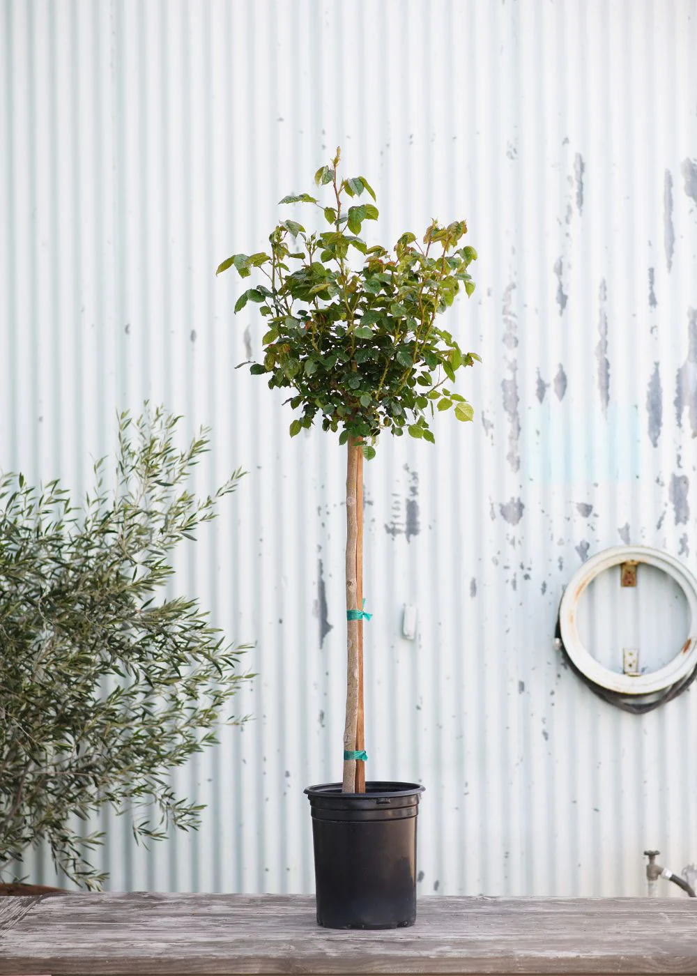 Black Baccara® Potted Tree Rose (Archived) - Image 3