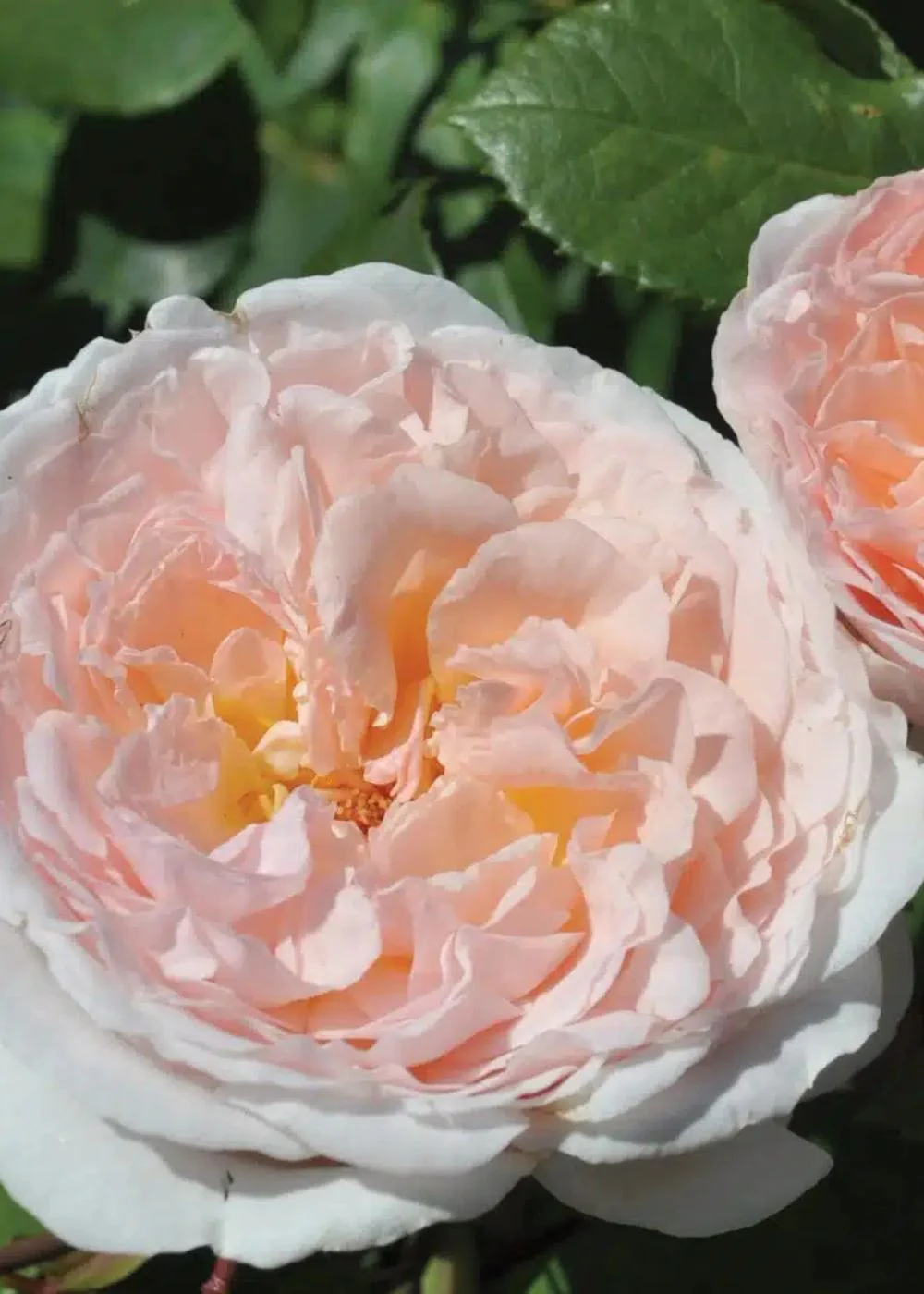 Bliss Parfuma® Rose Potted (Archived)