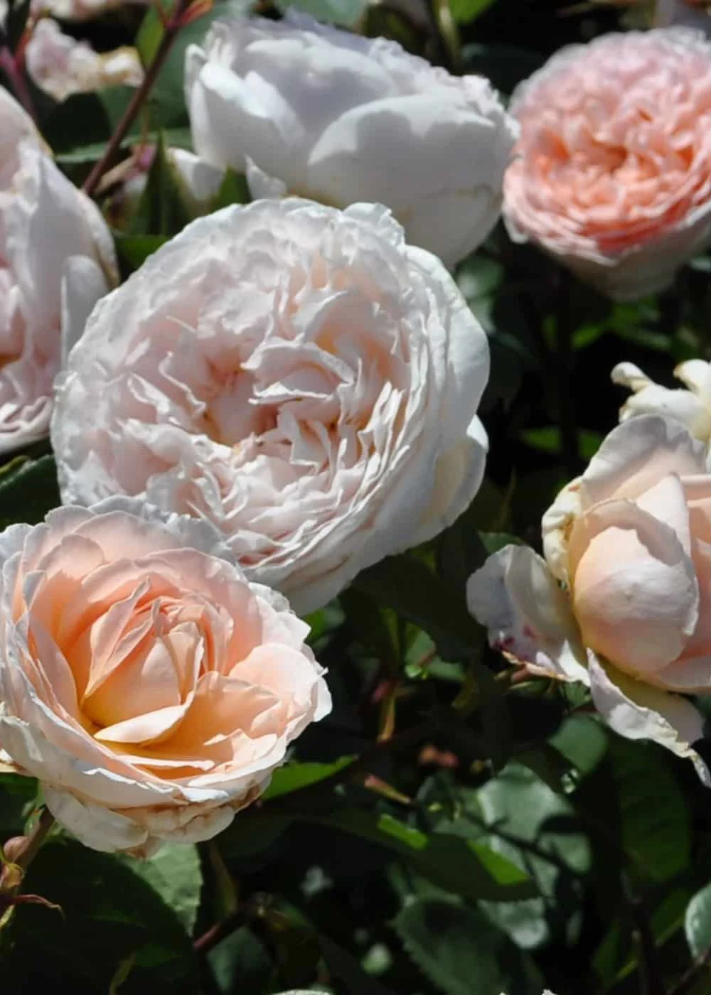 Bliss Parfuma® Rose Potted (Archived) - Image 2