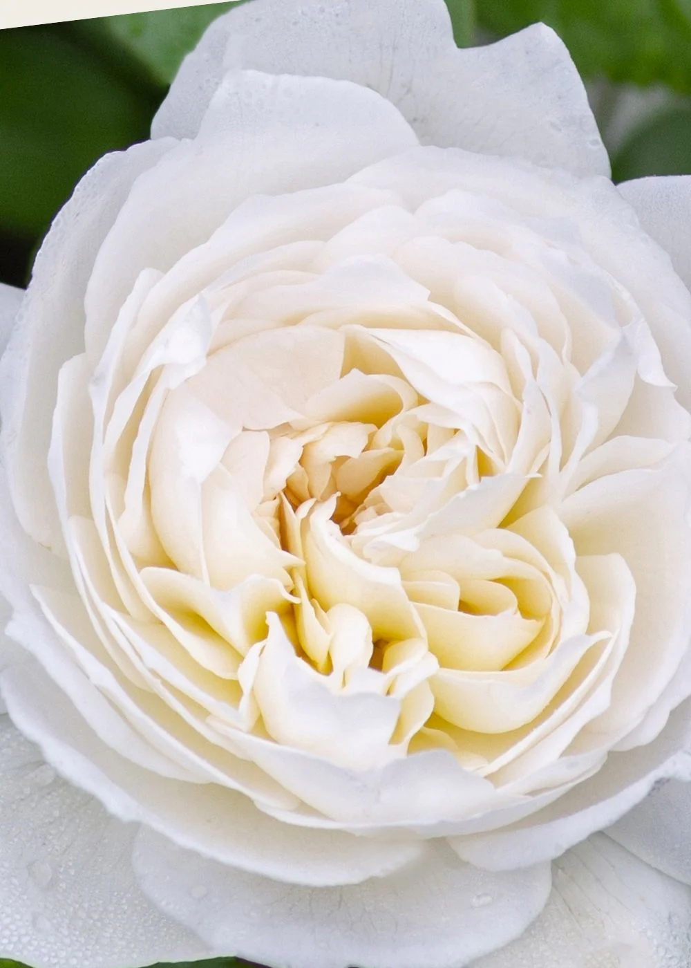 Bolero™ Rose Bare Root (Archived) - Image 2