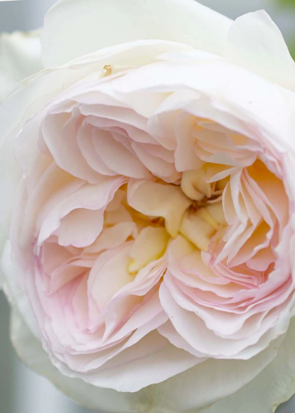 Bolero™ Rose Bare Root (Archived) - Image 3