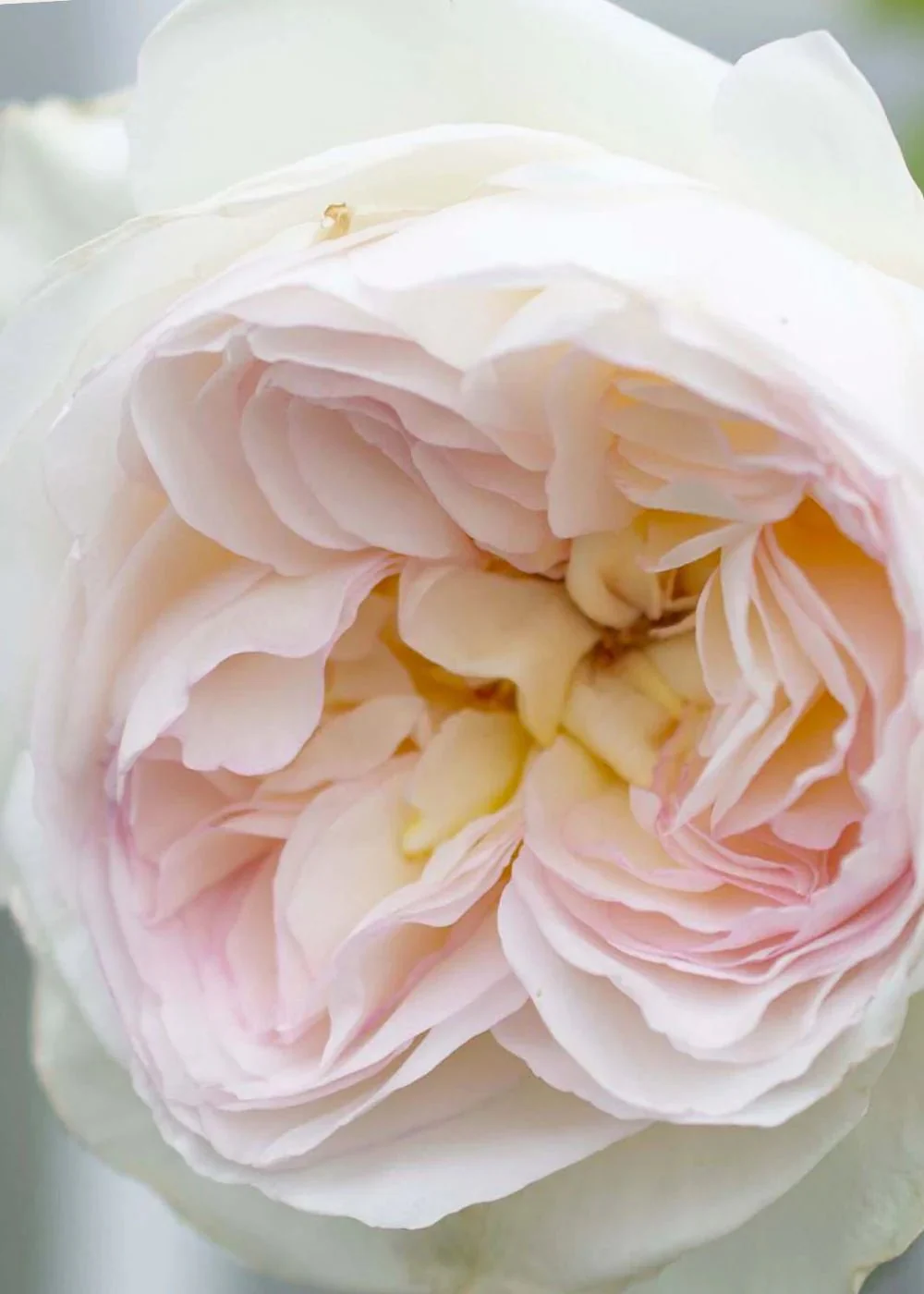 Bolero™ Rose Potted (Archived) - Image 3