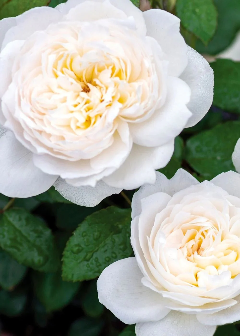 Bolero™ Potted Tree Rose (Archived)