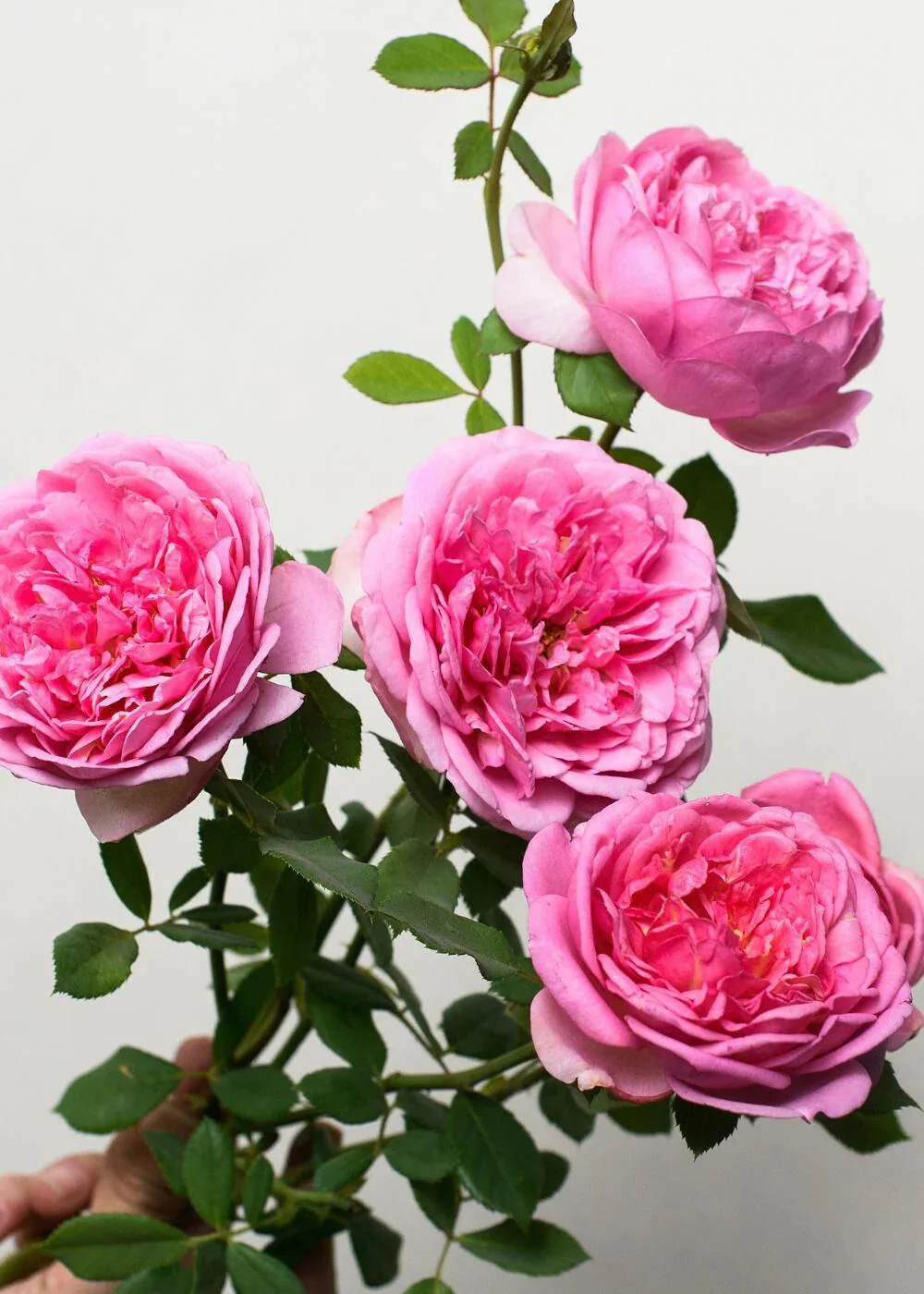 Boscobel Rose Potted (Archived)