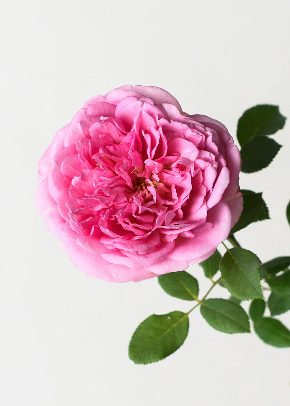 Boscobel Rose Potted (Archived) - Image 2