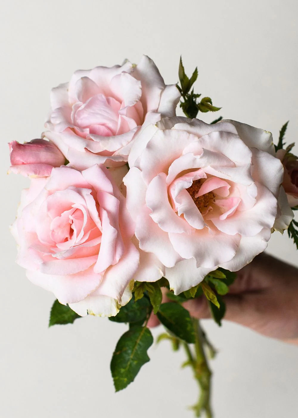Bride's Dream Rose Bare Root (Archived)