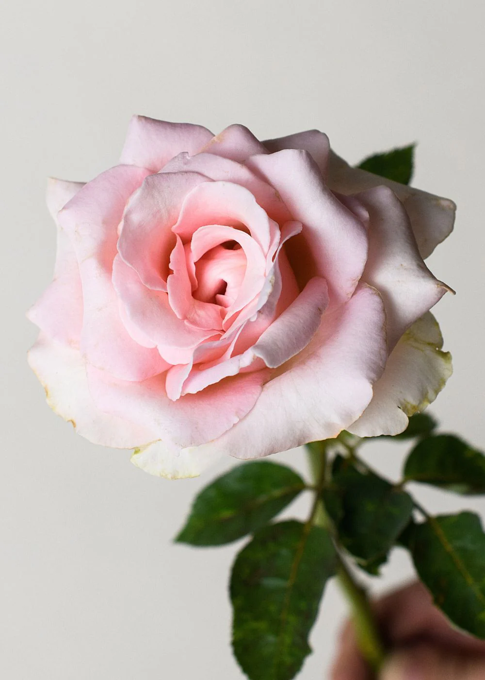 Bride's Dream Rose Bare Root (Archived) - Image 2