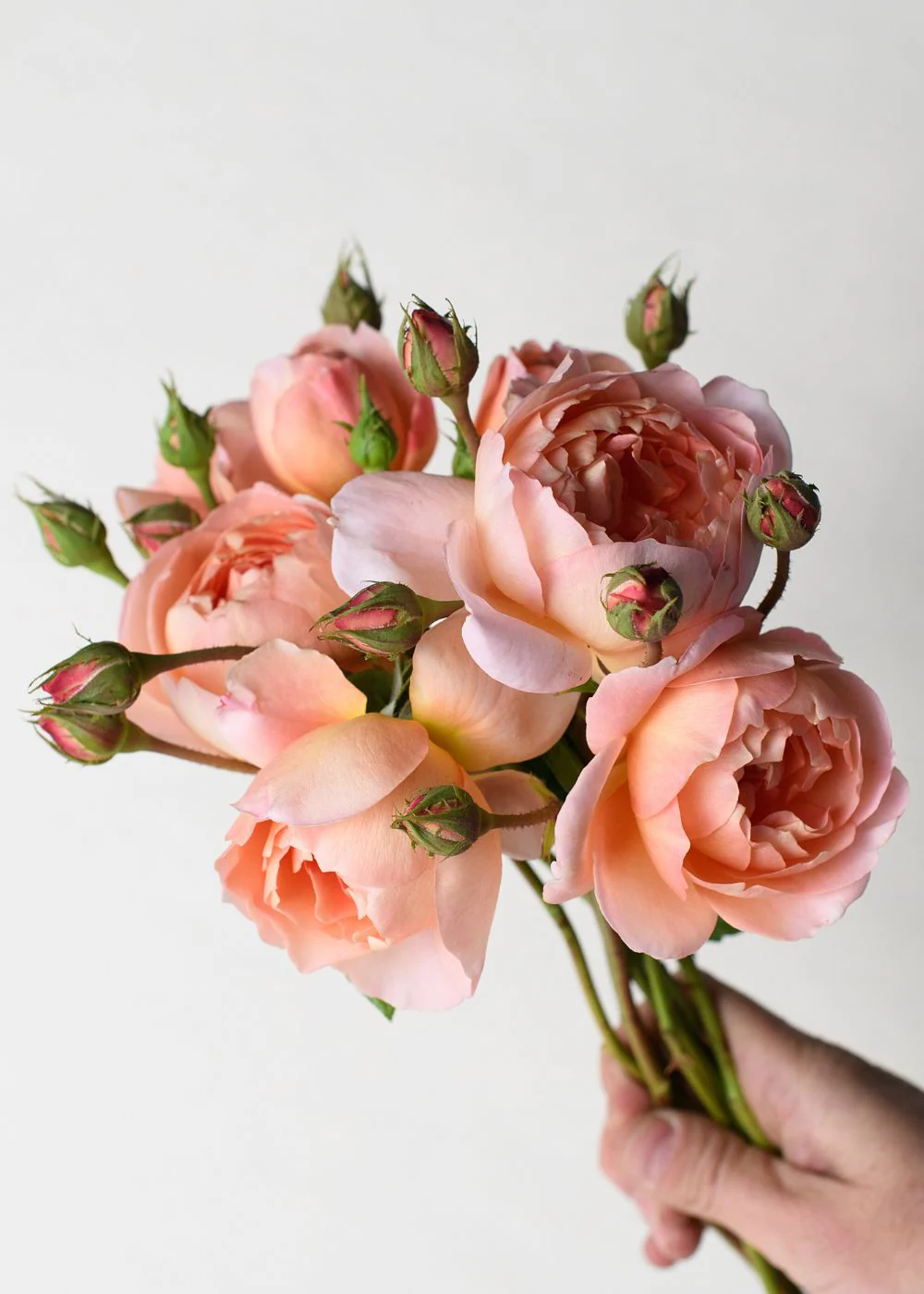 Carding MillĀ® Rose Potted (Archived)