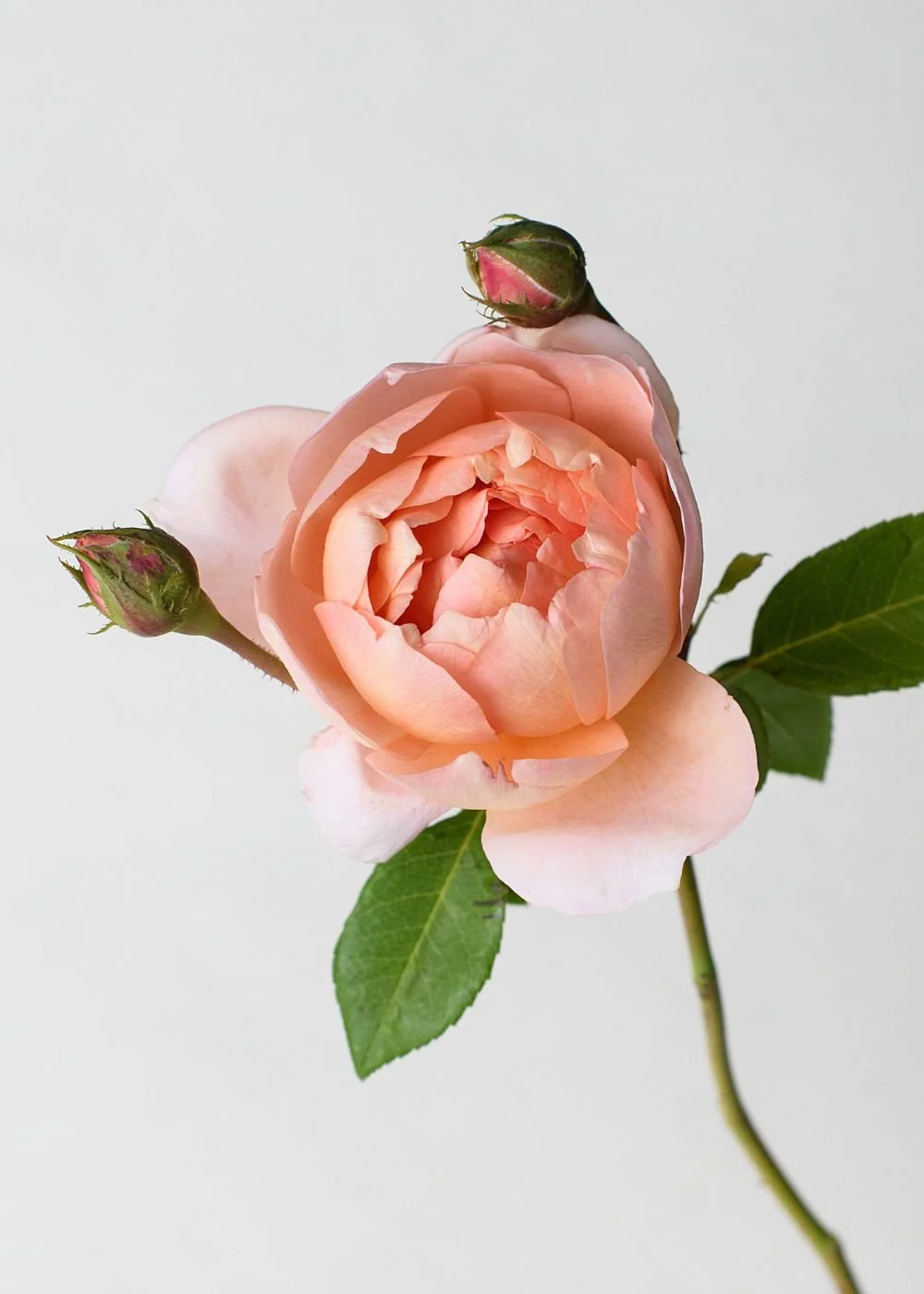 Carding MillĀ® Rose Potted (Archived) - Image 2