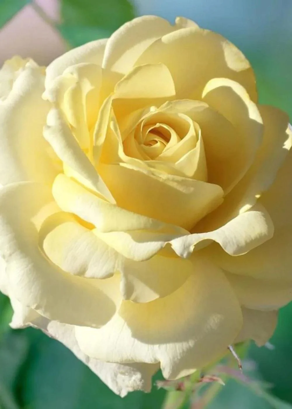 Chantilly Cream™ Rose Potted (Archived)