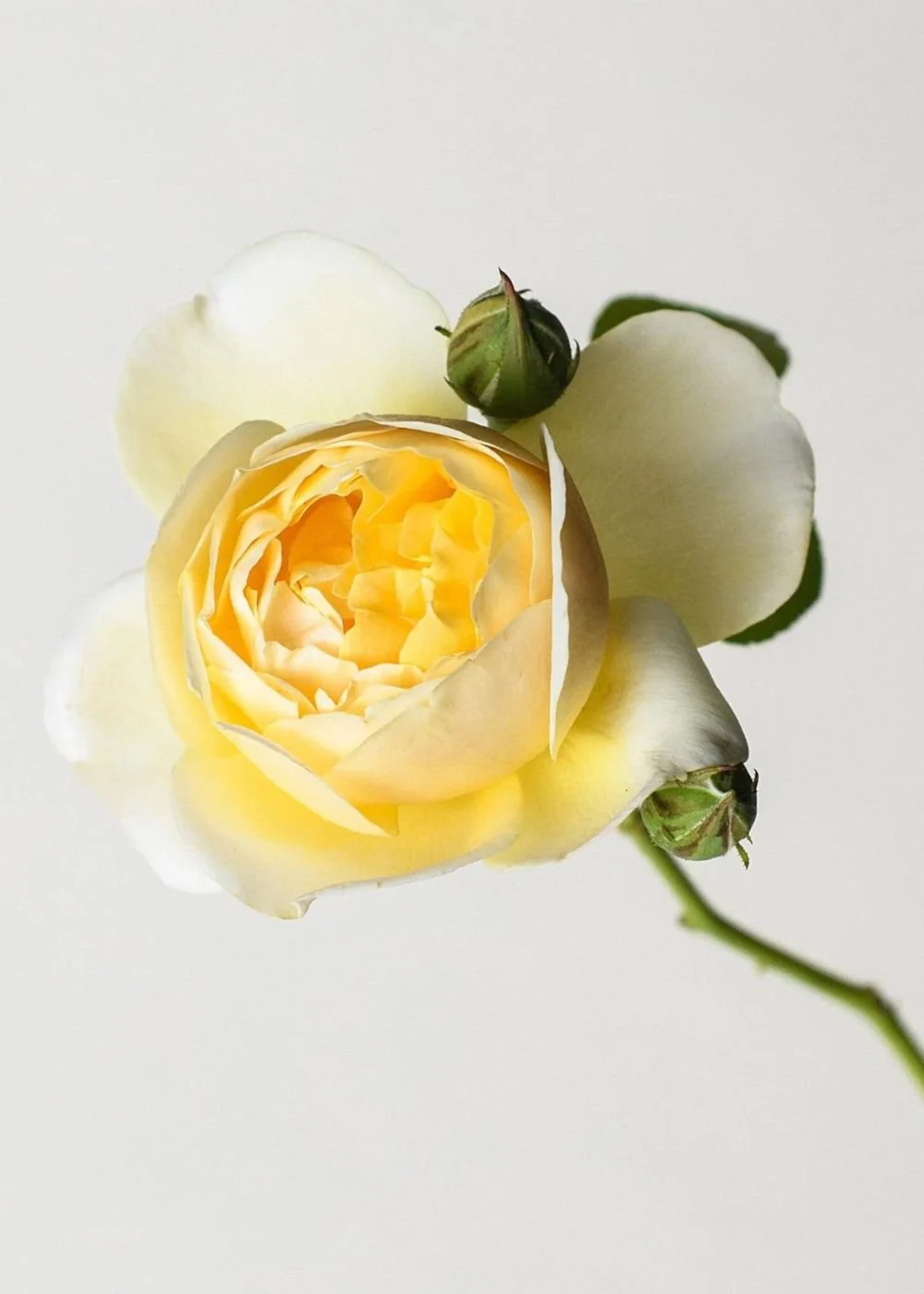 Charlotte Rose Potted (Archived) - Image 2