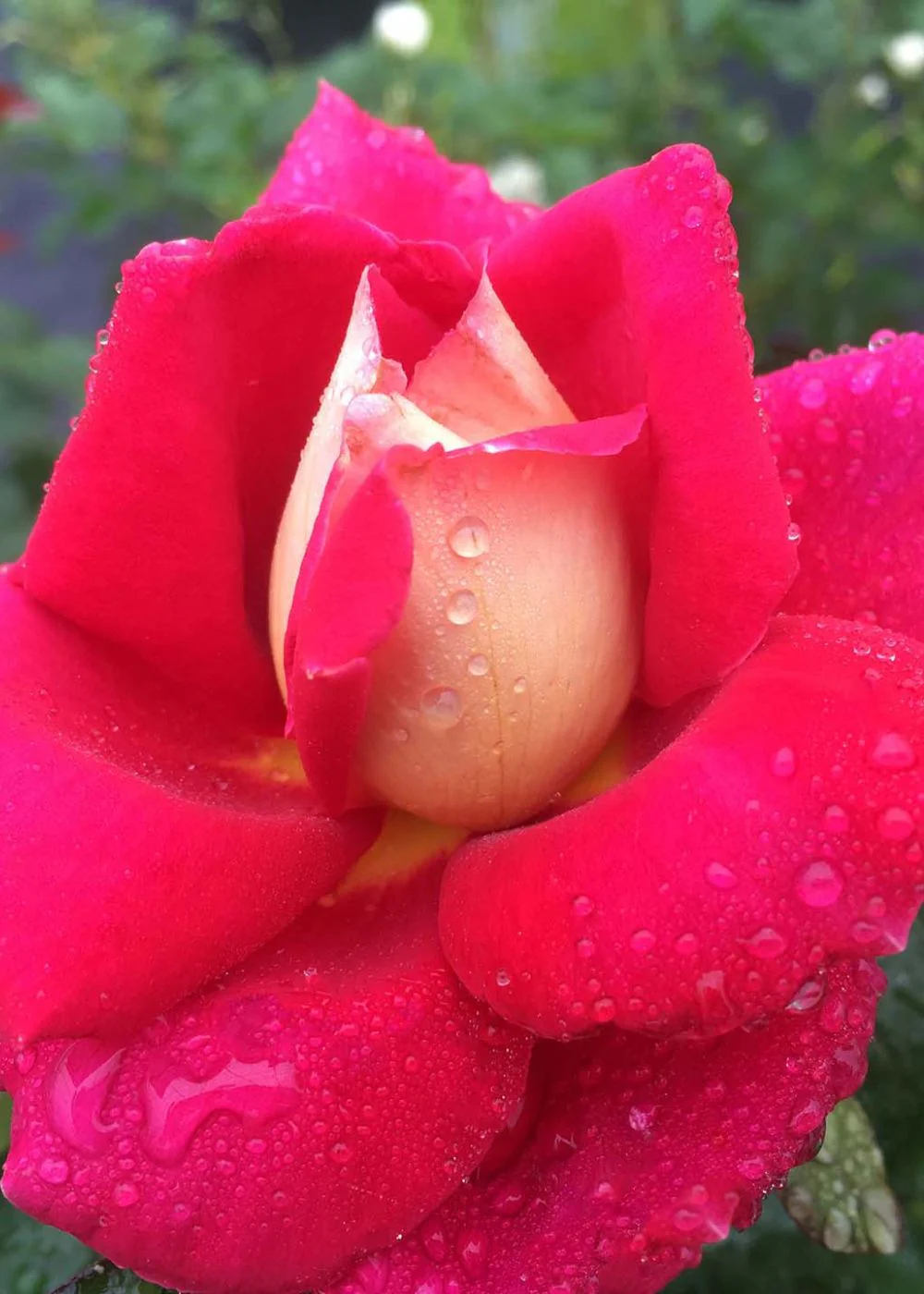 Cherries & Champagne⢠Bare Root Rose (Archived)