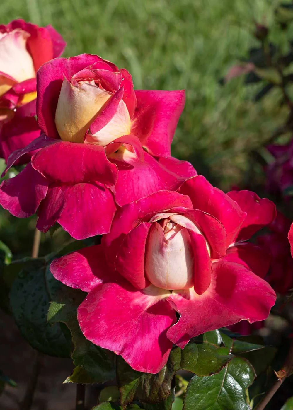Cherries & Champagne⢠Bare Root Rose (Archived) - Image 2