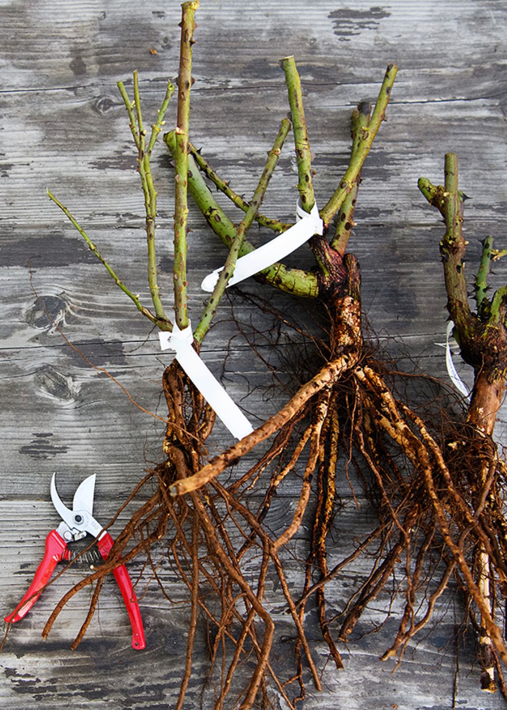 Cinderella® Fairytale® Rose Bare Root - Image 3